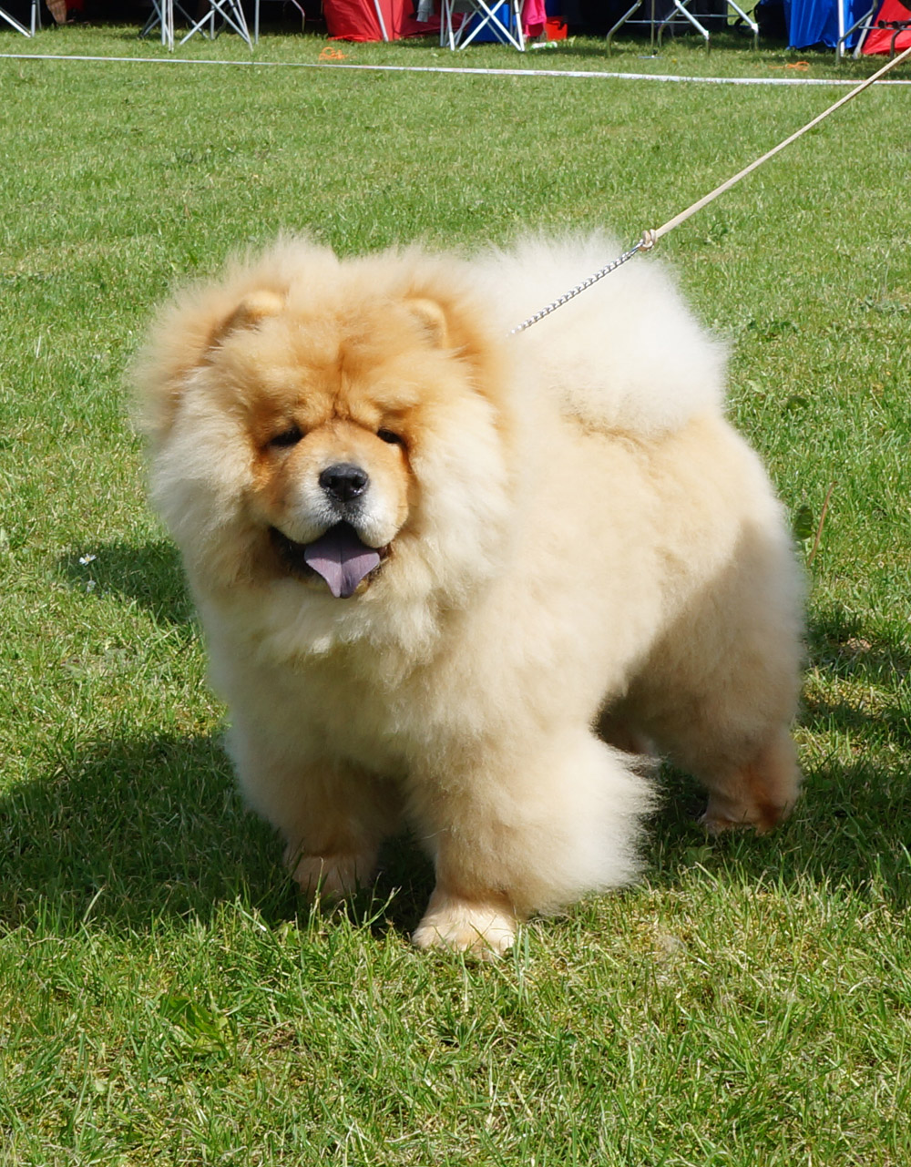 Best puppy: Delitiger Heaven Sent My Love