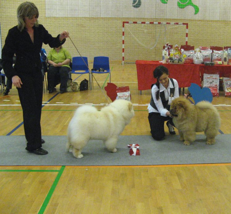Best baby 1.Pei Fangs Eyecatcher (female) 2.Chan-Los Bohemian Rhapsody (male)