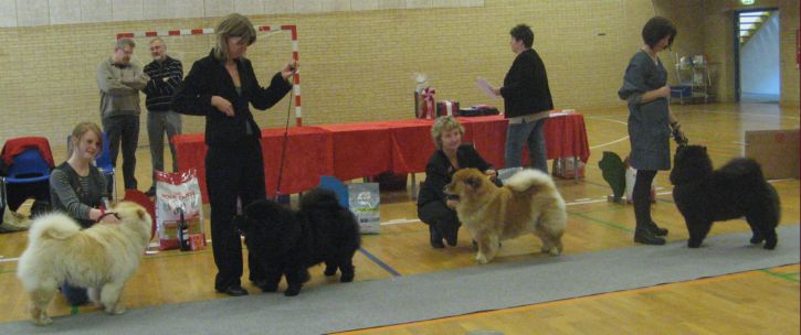 Best female 1+BOB Litchi Chow Daisy May-2.Orinells Cover Girl 3.Piuk Chow Precious Juliet 4.Dai Lan Zung Tzung Le