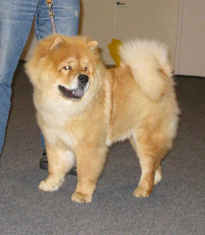 Best femalepuppy Nrskovs Elexir From China