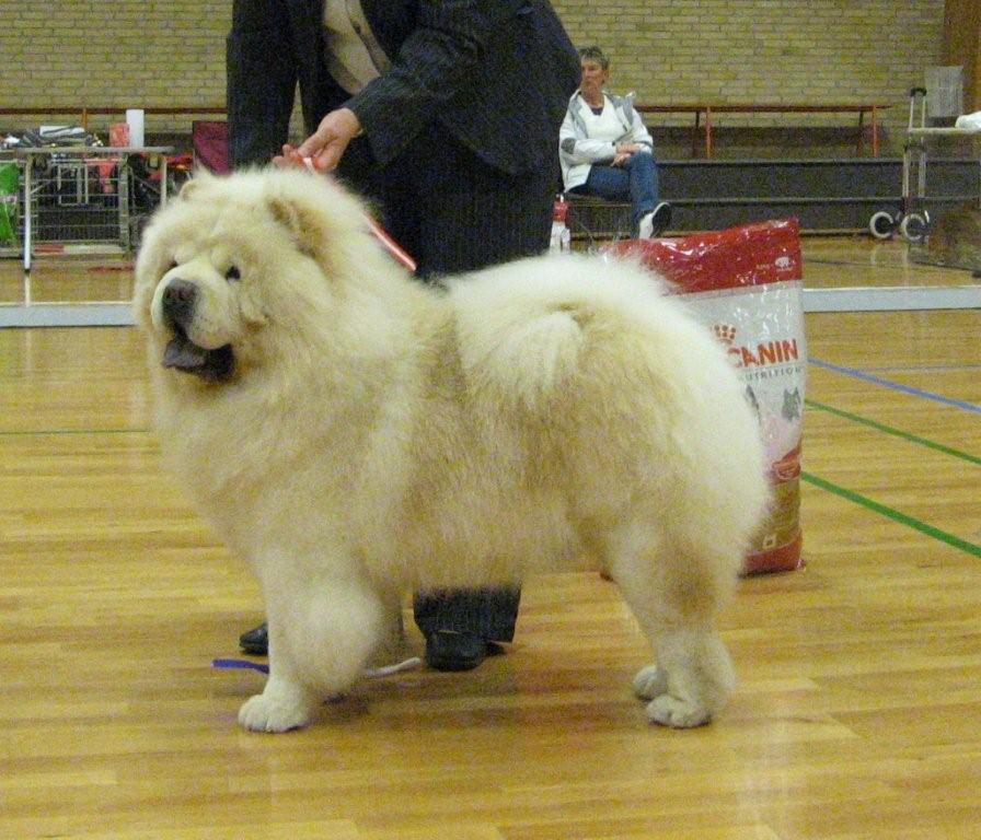 Open male excl.1+BOB+Cert.-Rossy Creme Colombo