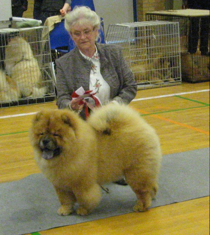 Best puppy Chowhills Gandor