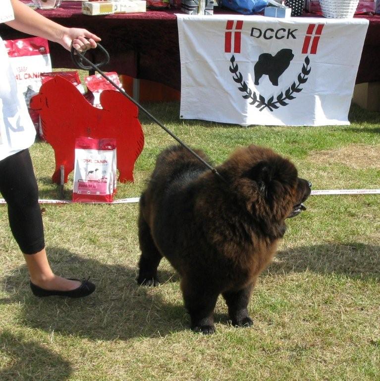 Best puppy Stagebos Xx