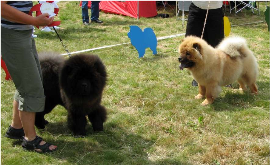 Best puppy-male+female