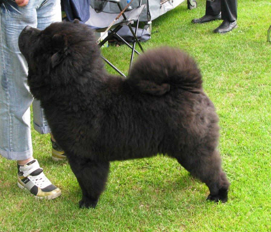 Best puppy Bon Triumph Jean