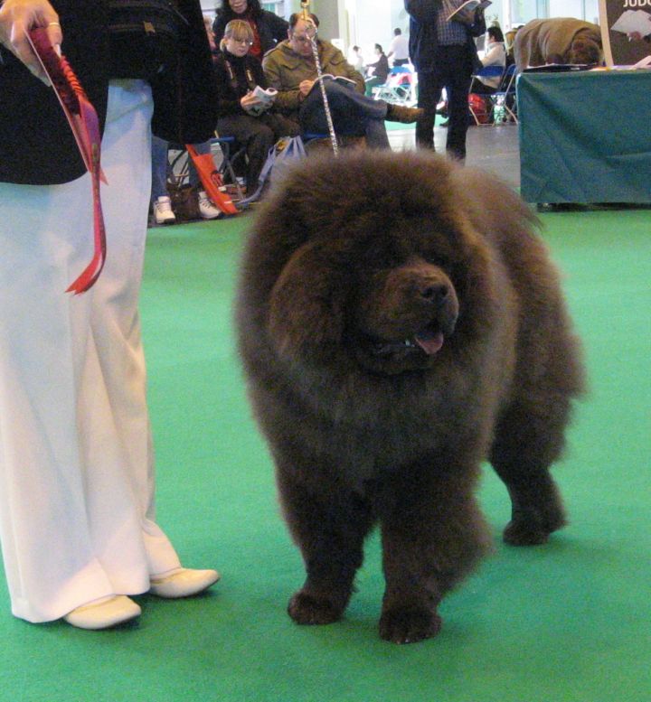 Best dogpuppy-Sumsai Storm Flint For Fennellaschow