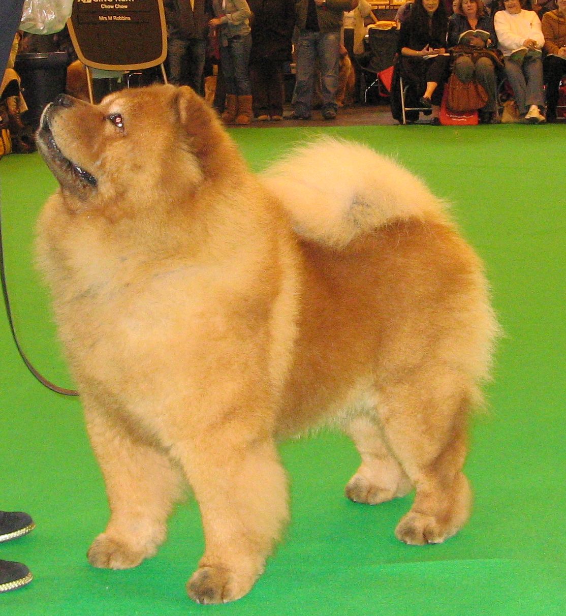 Best veteran dog CH Shiyue Starman At Miketilla