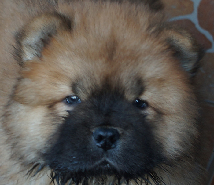 Betty Boop-7 week