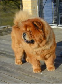 Betty Midler Of Chow Dream (Betty) - died 7 year old