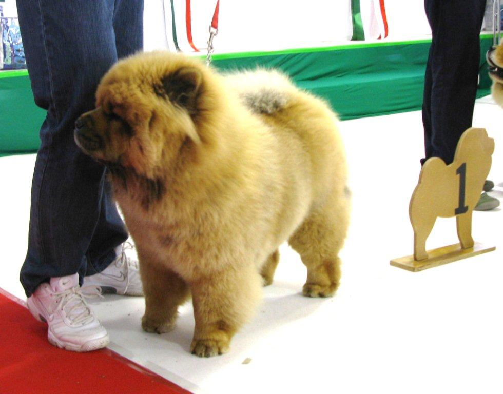 Best femalepuppy Beyonce Dei Leoni Imperiali-VP1