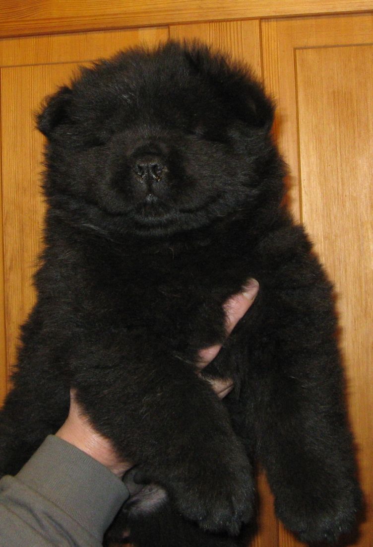 Wig Wam Bam-6 week