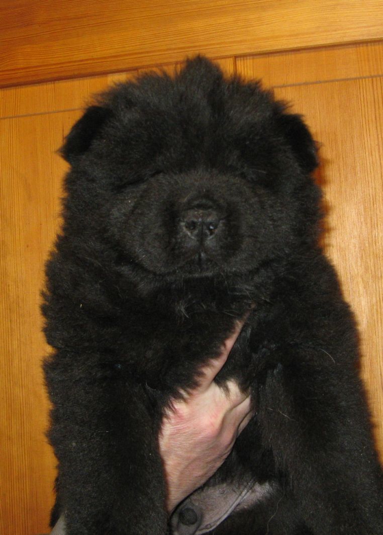 Wannabe-6 week