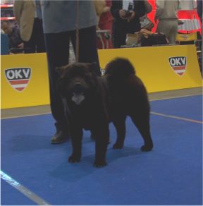 Black Thunder v.Jutterburch-(3.Jngstenklasse-rde)