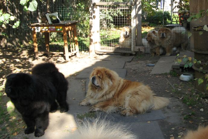 Bon Triumph chows