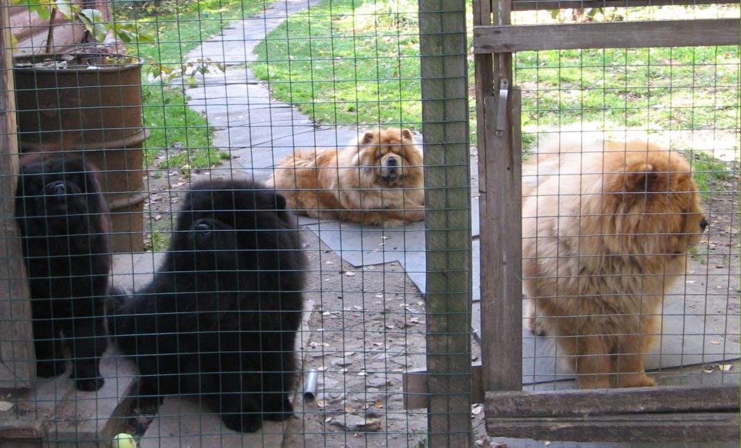 Bon Triumph chows