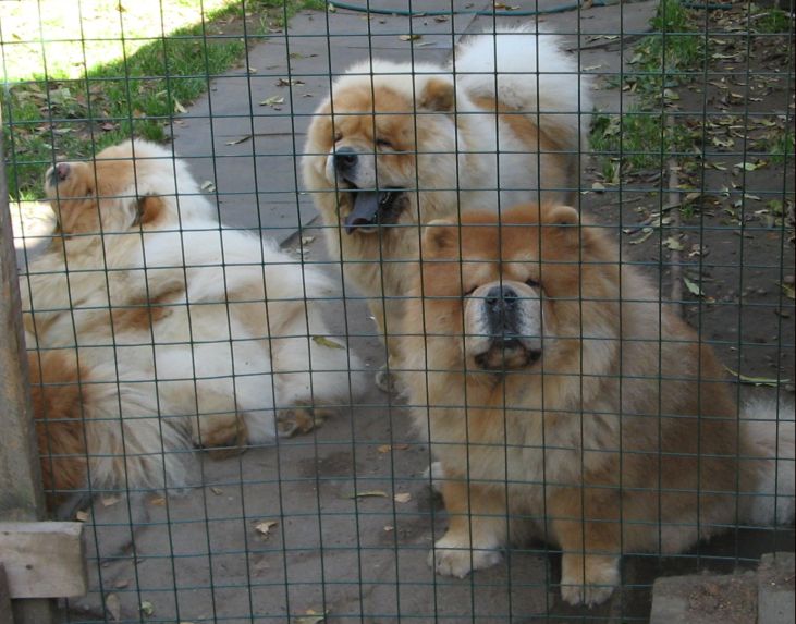 Bon Triumph chows