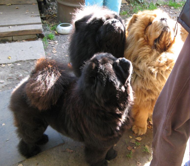 CH Bon Triumph Otrada, CH Bon Triumph Dariy Black King and CH Bon Triumph Alex