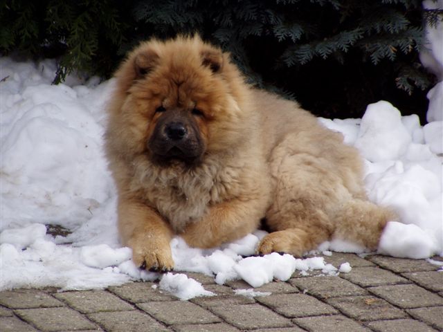 Stagebos Super Trouper-4 month
