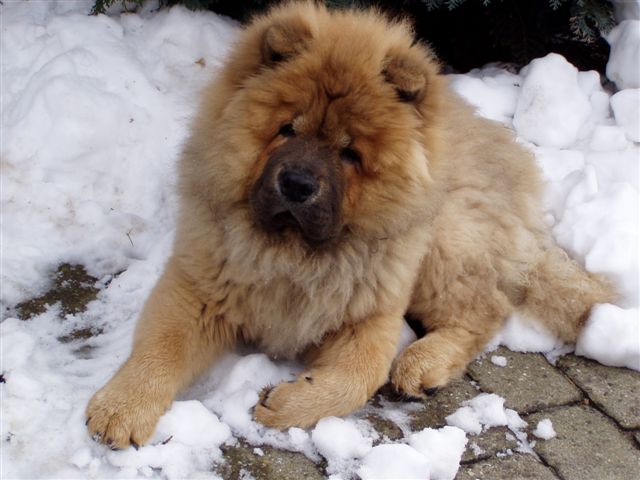 Stagebos Super Trouper-4 month