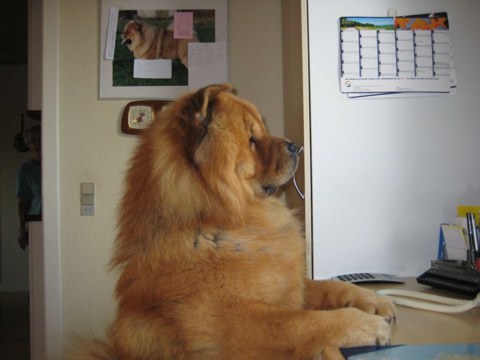 Stagebos Super Trouper (Bonzo) - 2 year 