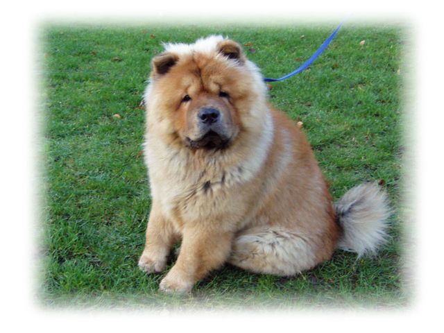 Stagebos Super Trouper-13 month old