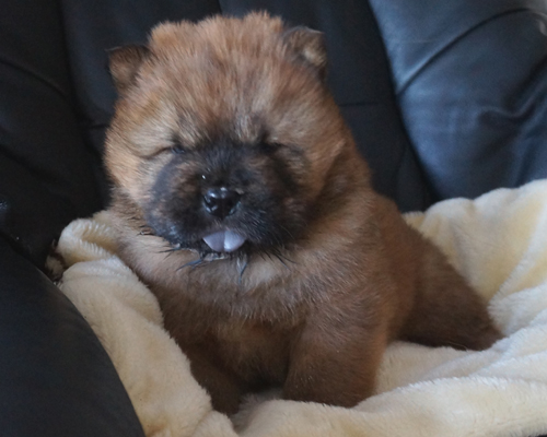 Boogie Woogie-4 week
