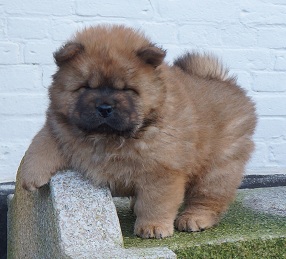 Bogie Woogie- 6 week