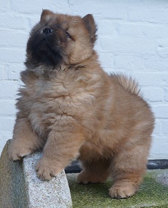 Boogie Woogie-6 week