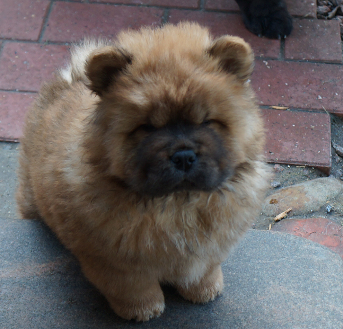 Boogie Woogie-7 week