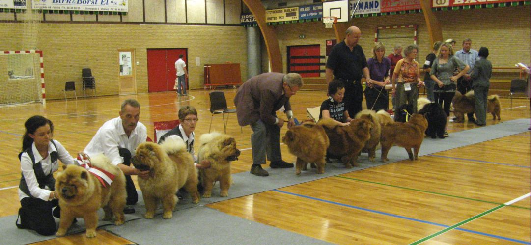 Breeders class 1. Chan-Lo 