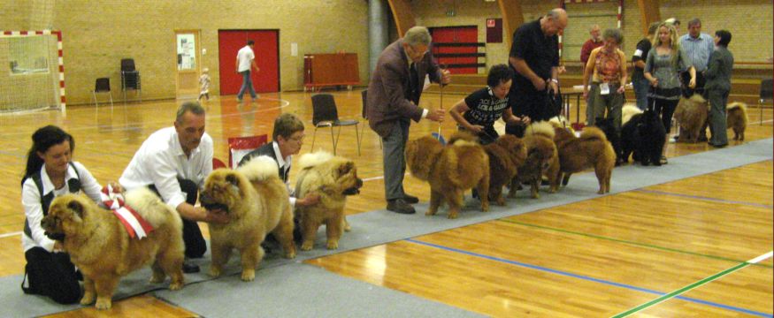 Best breeder class Chan-Lo