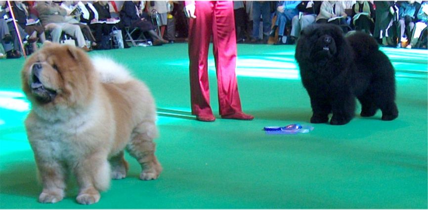 CC Dog + Res.CC Dog