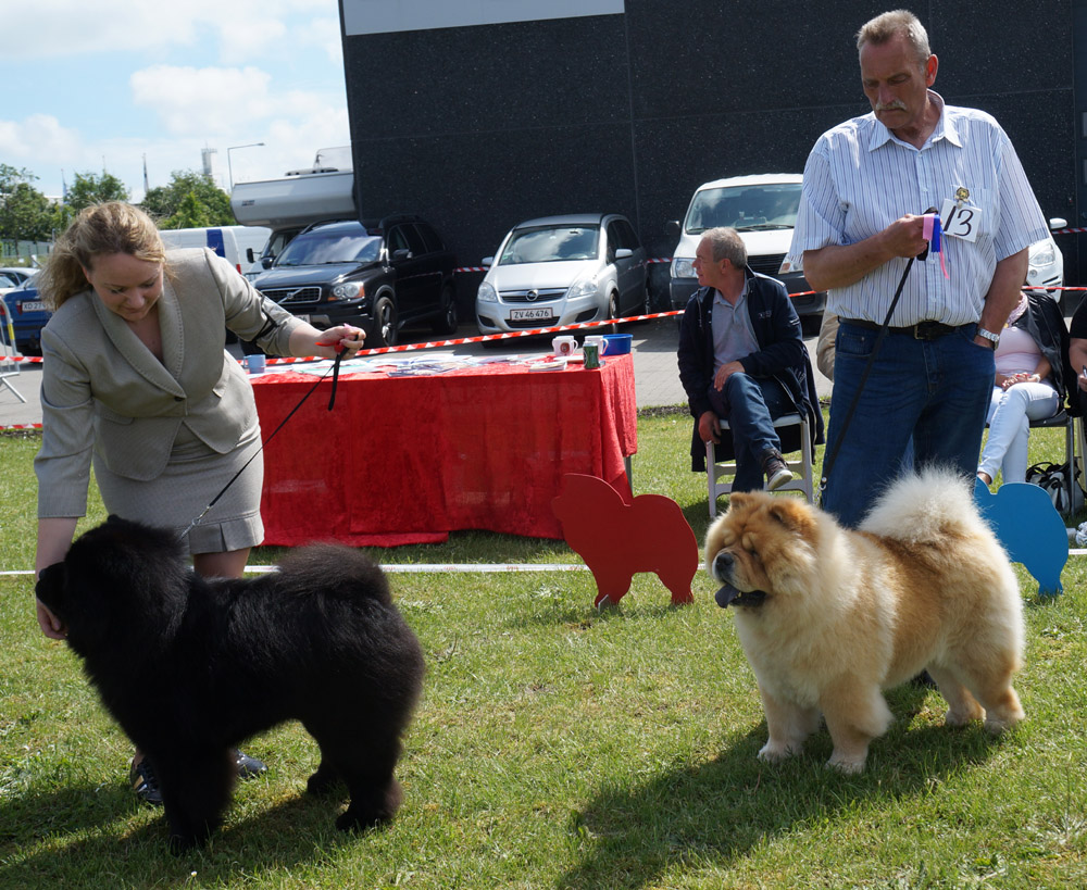 Champion dog 1. CH Bidachows Amazing Armani 2. CH Mi-Paos Red Sumac