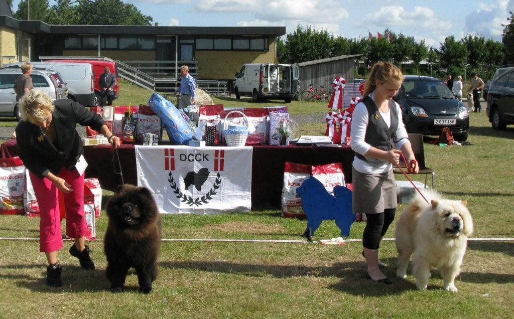 Champ.males-1.+BD2 CH Pei Fan Midnight Masserati Man 2. CH Nin-TSun Xing