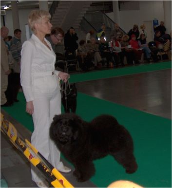 1.CH males-black blue CH Bon Triumph Dariy Black King