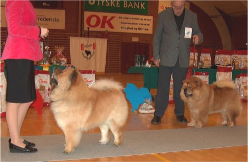 CH class 1. CH Bidachows Gentle Gibson 2. Nin-T-Sun Othmar