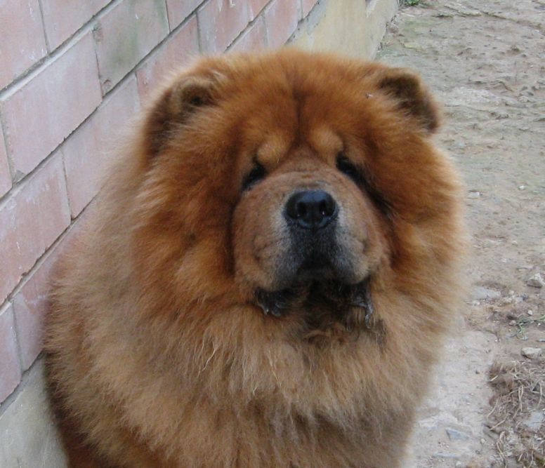 CH Baloo Bandy