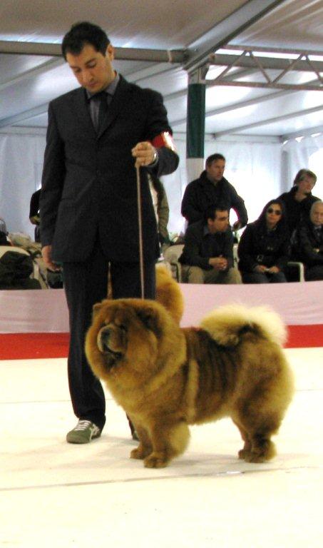 CH Castelbarbara Peggy Sue-Exc.3-Champ.female