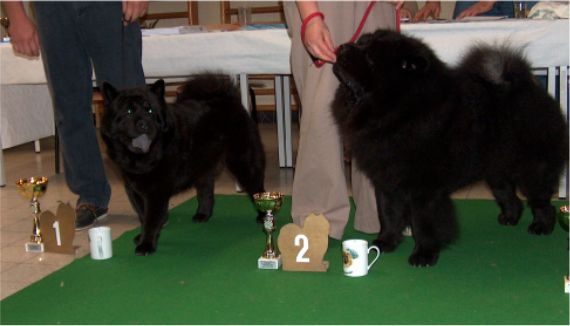 1. CH Beijings Gaoda Duan Tou Fa + 2. CH Chowderny Xingling-Shi