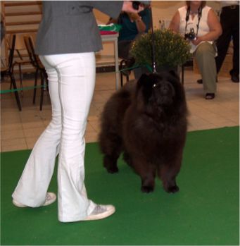 CH class females black/blue: CH Dai Yeo Ling Sching Hei Shi Honey