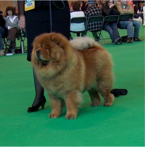 Open Bitch 2+Top Chow in 2005+2006 CH Mactykes American Beauty At Komatsu