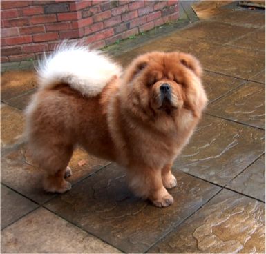 Topwinning chow 2005 UK: CH Mactykes American Beauty at Komatsu (Crystal)