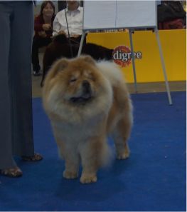 CH Marusos Eileen-(1. Champ.kl.-Hndin)