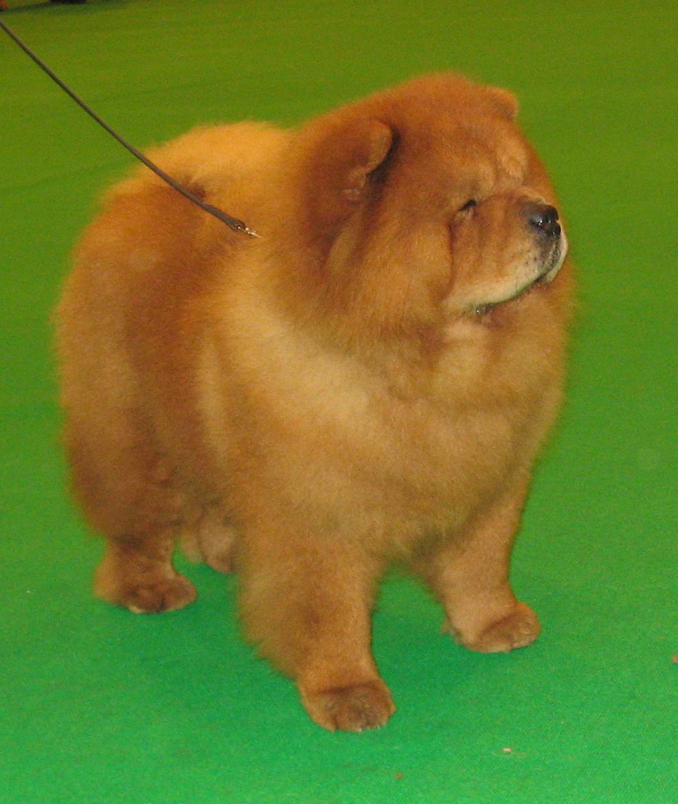 Open dog 2-CH Miketilla Monogram