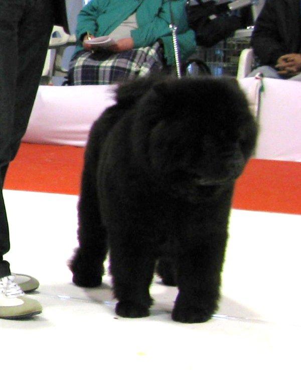 Best Champion female CH Moima Night In Paris - Exc.1