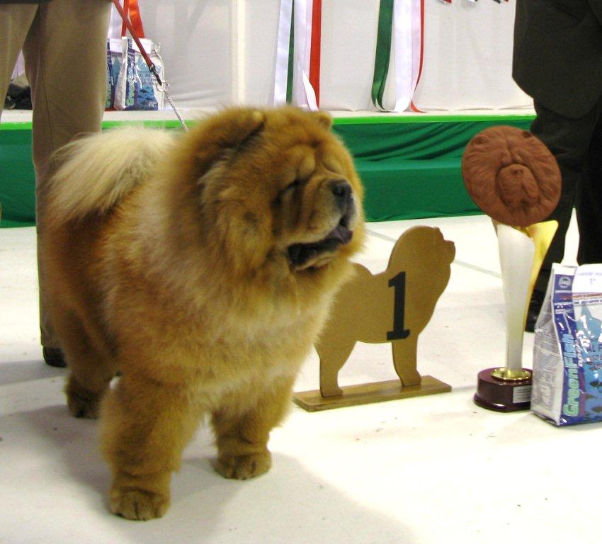 Champion male 1.CH Quiddic Dei Leoni Imperiali