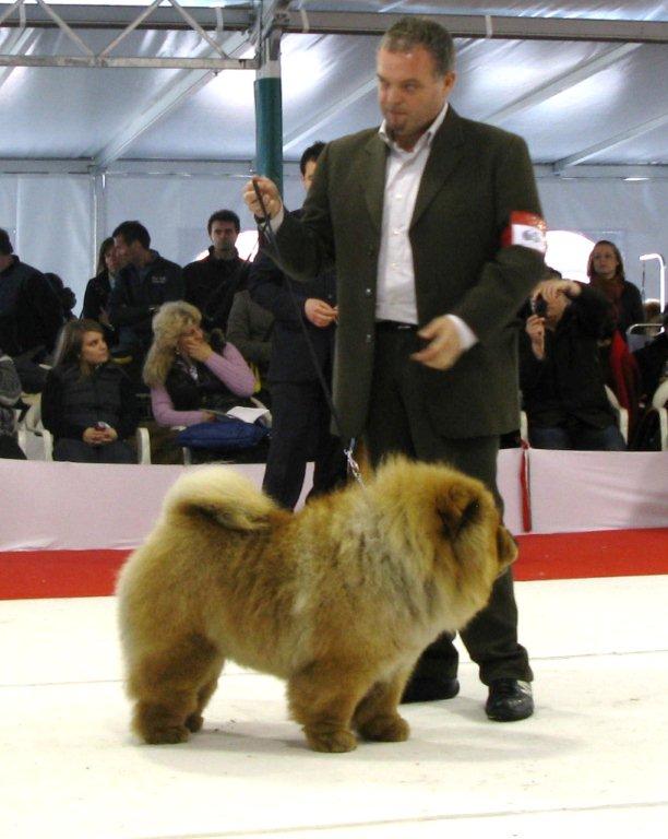 CH Quiet Please Dei Leoni Imperiali-Exc.2-Champ.male