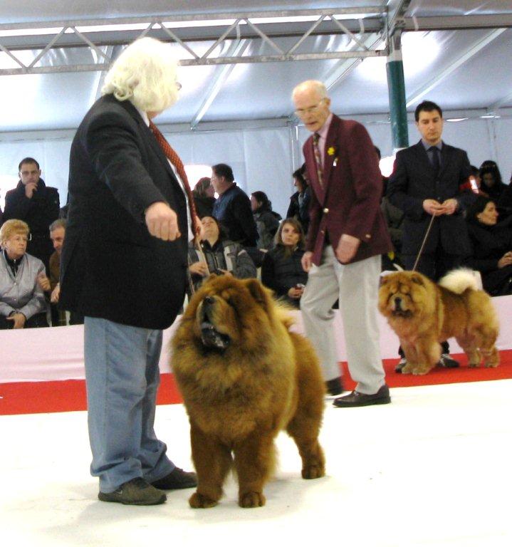 CH Sweet Revenge Majestic Red Passion Exc.4 (behind CH Truly Mine Timeless Promise exc.3)-Champ.male