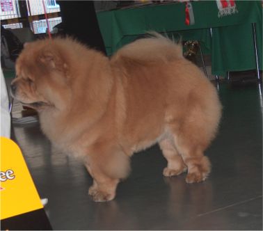 CH females-1.Bon Triumph Zefirka