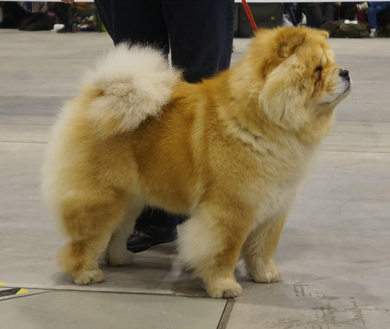Champ.bitch: CH Piuk Chow Plenty Of Christmas Candy (29/3-V3 + 30/3-VDH-ChA-res.,Cac res.,Cacib res.